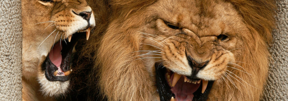 30_Beautiful_Animal_of_the_World_HD_Wallpapers__SET_1-8.jpg_lion-bares-teeth-1920x1080